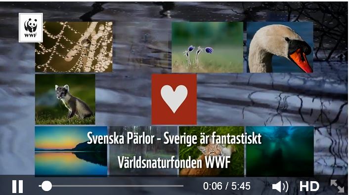 WWF-film