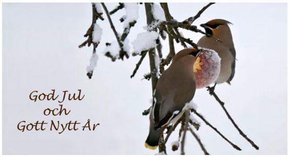 God_Jul
