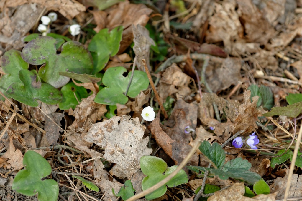 DSC_0600_DxO