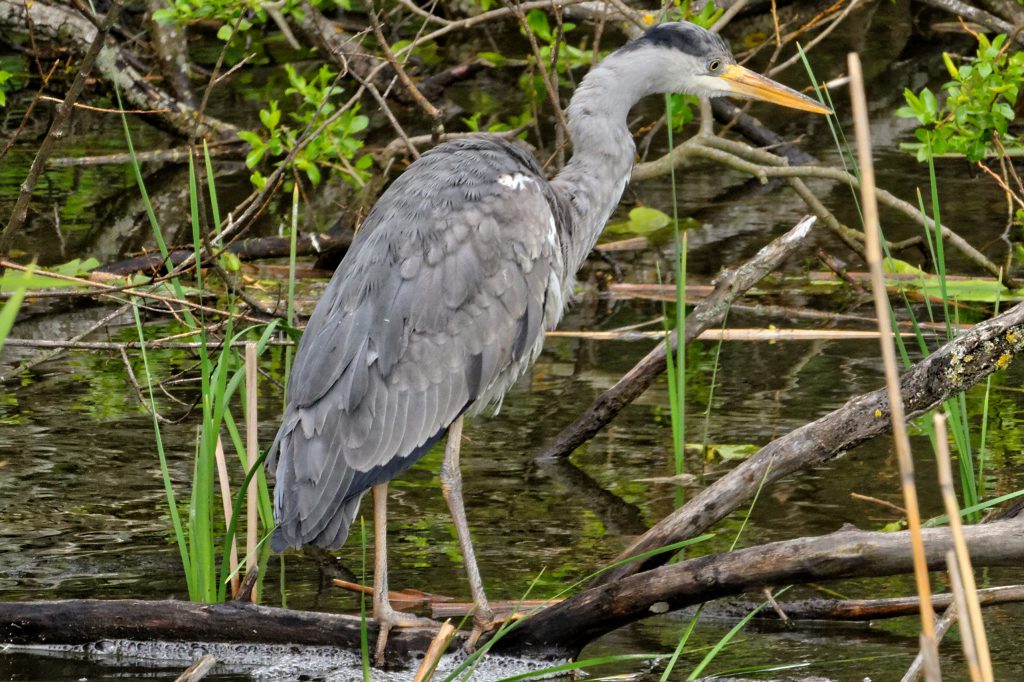 dsc_7475_dxo